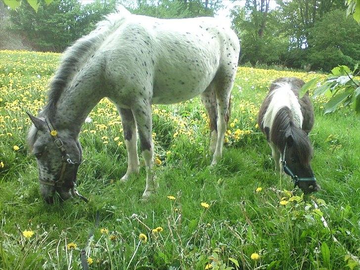 Shetlænder Thorsvang´s Samson billede 15