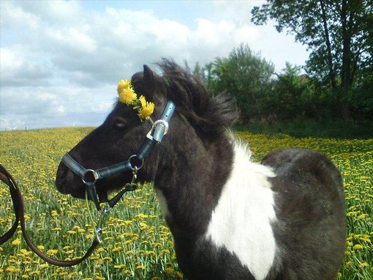 Shetlænder Thorsvang´s Samson billede 16
