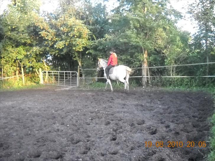 Knabstrupper Inger AKA Brumbas(savnet) - du skal tabe lidt kilo min skat.. :) billede 8