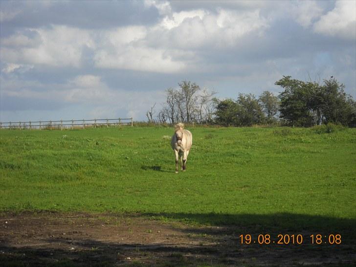 Knabstrupper Inger AKA Brumbas(savnet) - på vi ind fra folden.. :D elsker dig så højt billede 9
