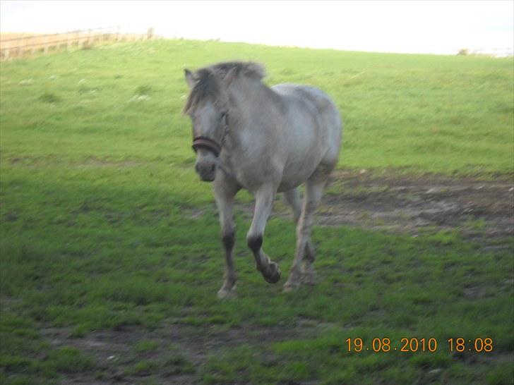 Knabstrupper Inger AKA Brumbas(savnet) - og igen.. <3 <3 billede 10