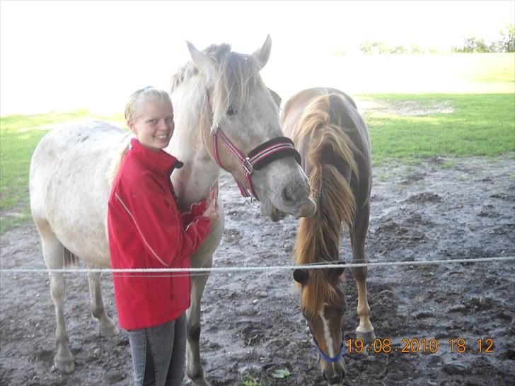 Knabstrupper Inger AKA Brumbas(savnet) - hehe du var igang med at spise da vi skulle tage et dette billede :D  billede 11