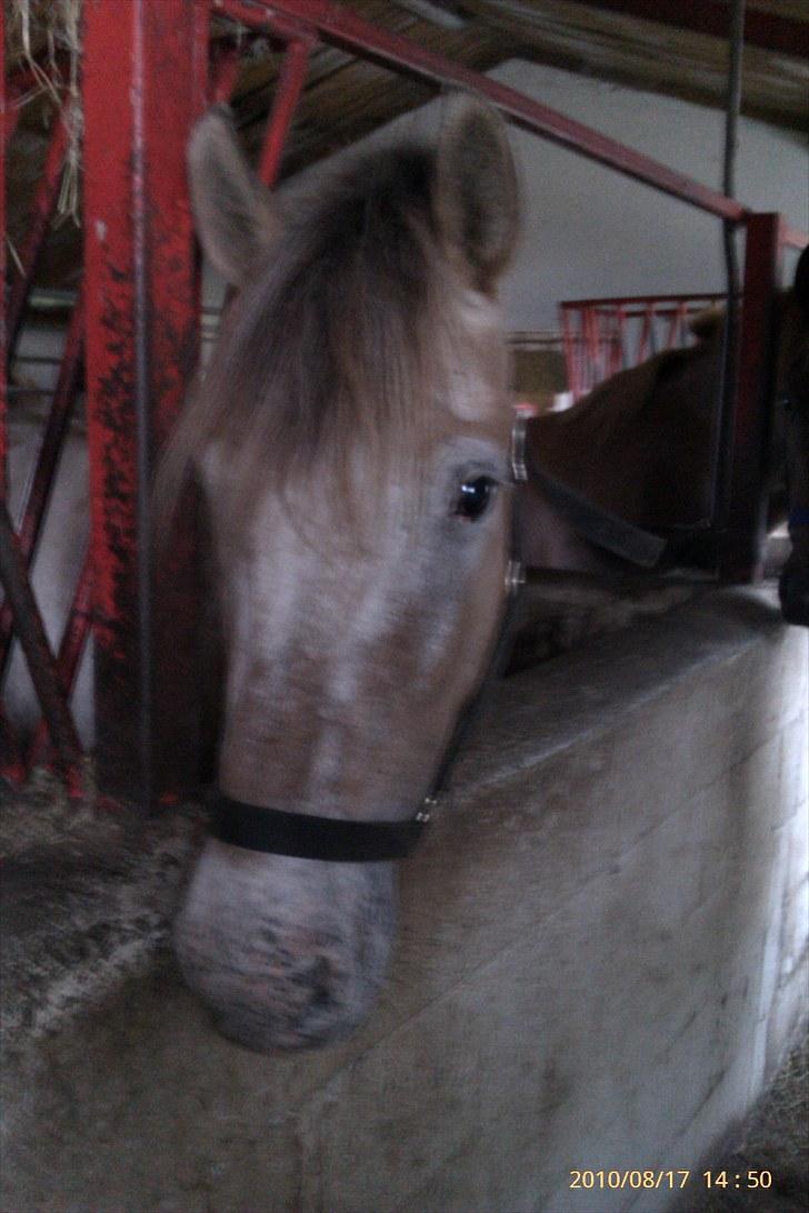 Knabstrupper Inger AKA Brumbas(savnet) - dit smukke hovedet.. :) billede 12