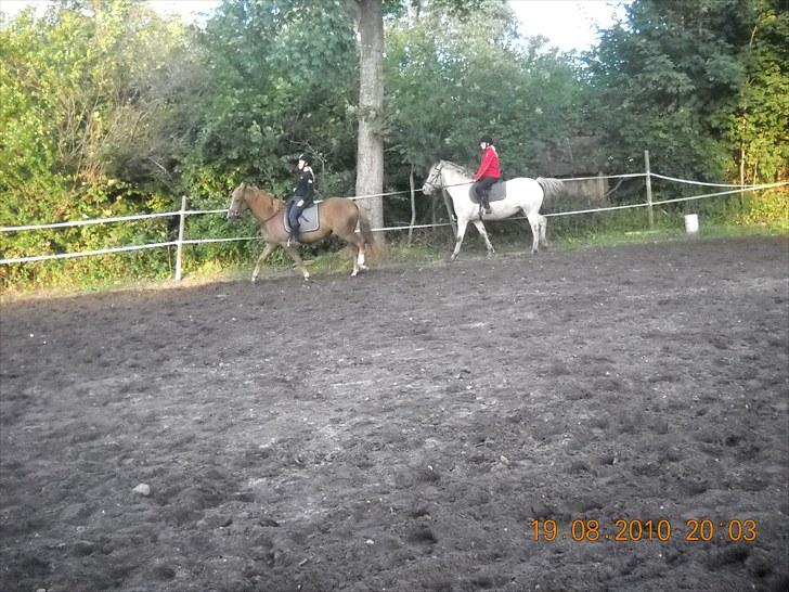 Knabstrupper Inger AKA Brumbas(savnet) - <3 billede 14