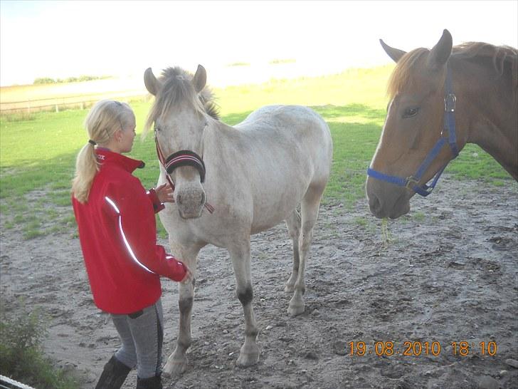 Knabstrupper Inger AKA Brumbas(savnet) - du er bare så smuk, elsker din farve.. :D billede 15