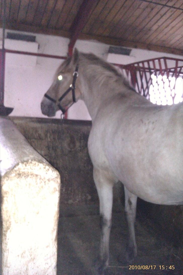 Knabstrupper Inger AKA Brumbas(savnet) - ses alle sammen.. læg en kommentar og bedømmelse så er si søde.. billede 16