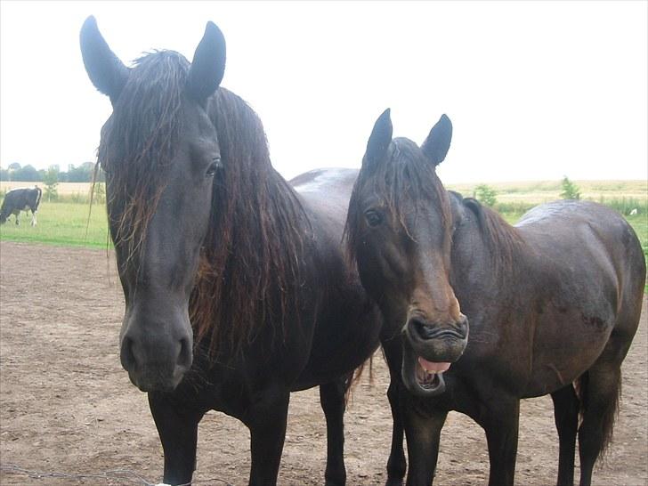 Frieser Tjitske ( Trisse) - Mor og Datter, Trisse og Annabell billede 8