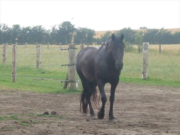 Frieser Tjitske ( Trisse) - smukke Trisse billede 9