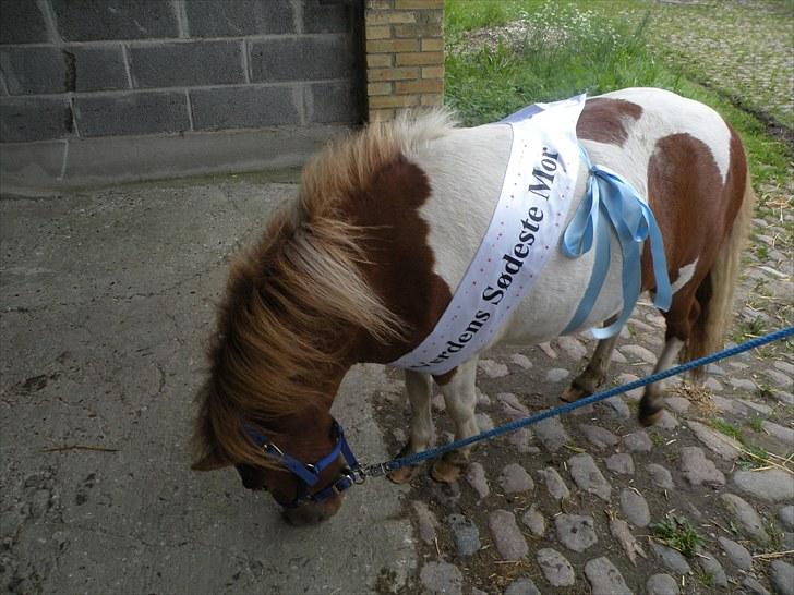 Shetlænder Bob Marley billede 12