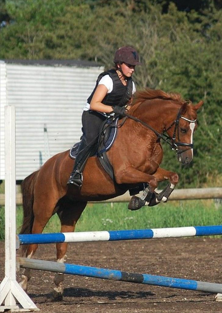 Welsh Pony (sec B) Saffira Stal Bruggewerd billede 3