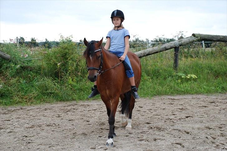 Welsh Pony af Cob-type (sec C) Aberlour Albin billede 18