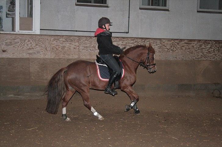 Welsh Pony (sec B) Saffira Stal Bruggewerd billede 4