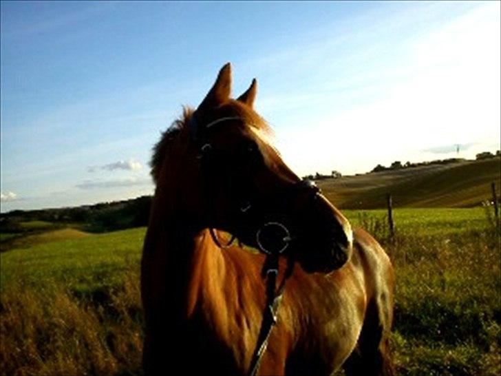 Welsh Pony (sec B) Saffira Stal Bruggewerd billede 6