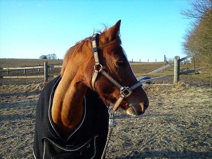 Welsh Pony (sec B) Saffira Stal Bruggewerd billede 10