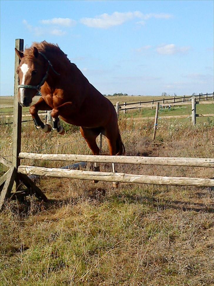 Welsh Pony (sec B) Saffira Stal Bruggewerd billede 11