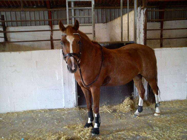 Welsh Pony (sec B) Saffira Stal Bruggewerd billede 15