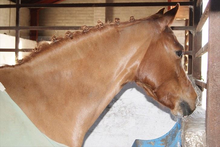 Welsh Pony (sec B) Saffira Stal Bruggewerd billede 16