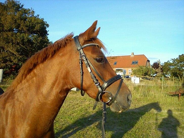 Welsh Pony (sec B) Saffira Stal Bruggewerd billede 17