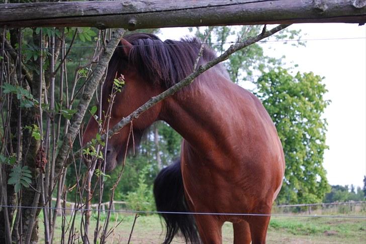 Islænder Kjarni Fra Damgården - dejlige Kjarni!<3 billede 9