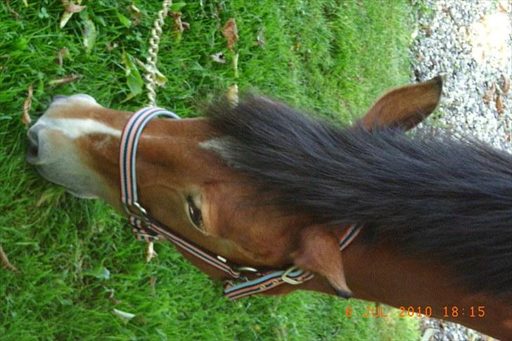 Anden særlig race Sally {Tidligere hest} - sally græsser efter en god dag sammen med mig ;D billede 2