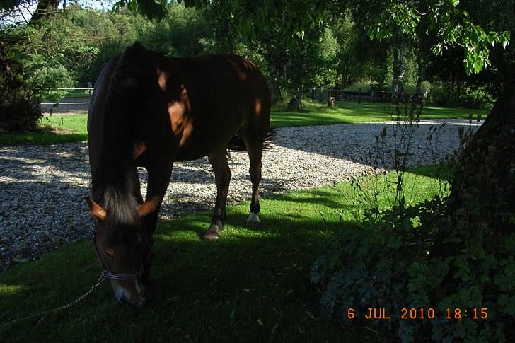 Anden særlig race Sally {Tidligere hest} - sally græsser efter hård trænnig billede 4