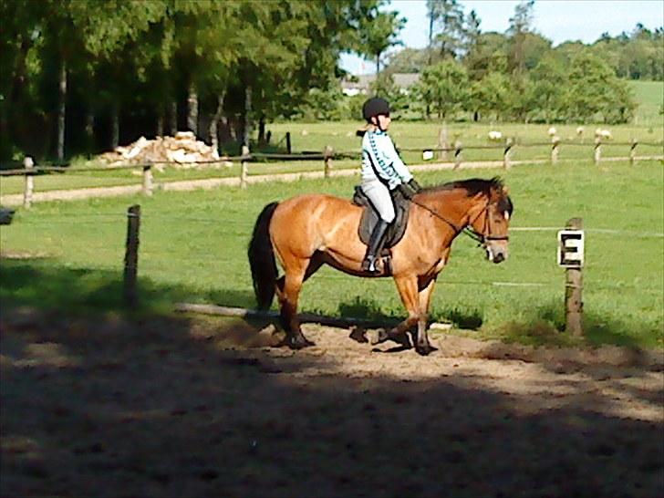 Anden særlig race Sally {Tidligere hest} - en af de første gange jeg red efter at have fået hende billede 5