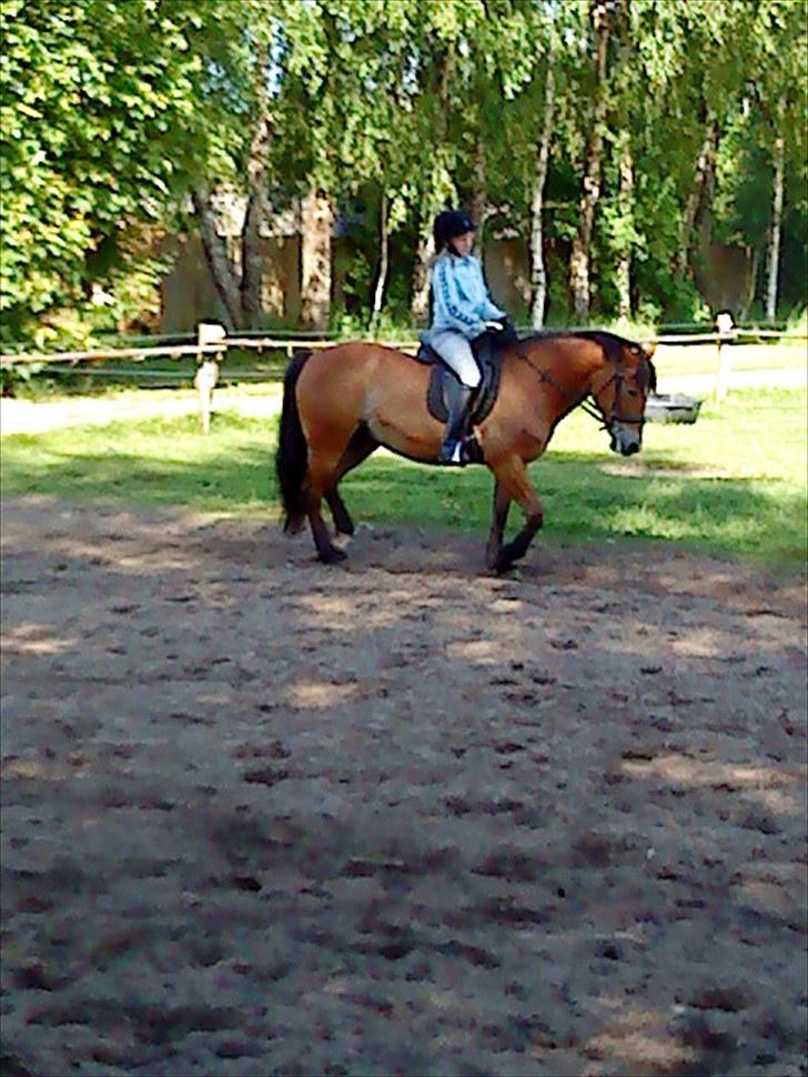 Anden særlig race Sally {Tidligere hest} - en af de første gange jeg red efter at have fået hende billede 6