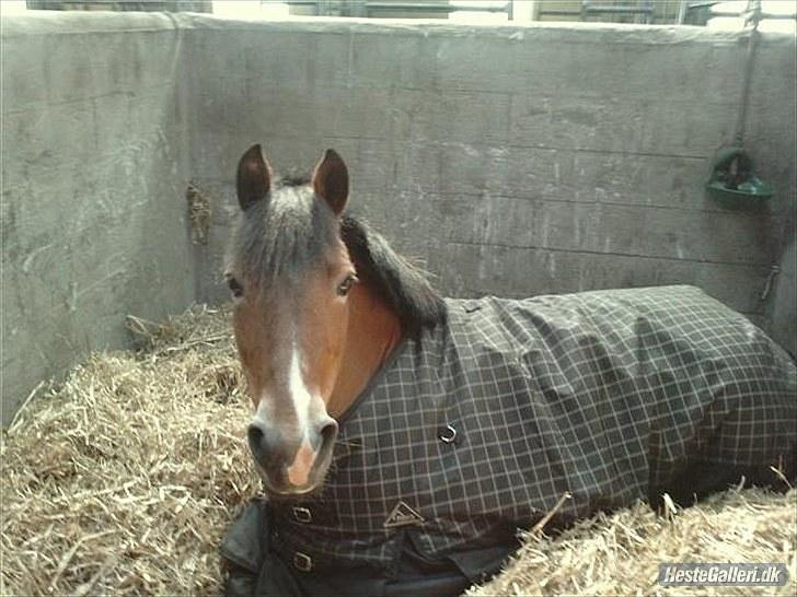 Anden særlig race Sally {Tidligere hest} - sally putter sig i boksen (tidligere ejer) billede 14