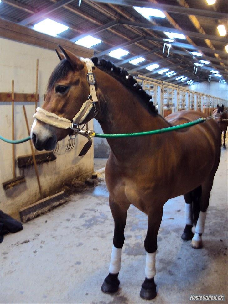 Anden særlig race Sally {Tidligere hest} - sally klar til stævne (tidligere ejer) billede 16