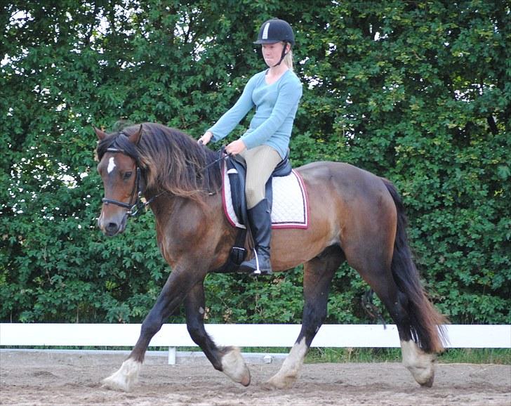 Welsh Cob (sec D) Valhallas Charlie Brown  - Dressur undervisning. billede 2