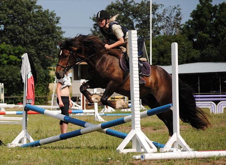 Welsh Cob (sec D) Valhallas Charlie Brown  - Spring undervisning. billede 3