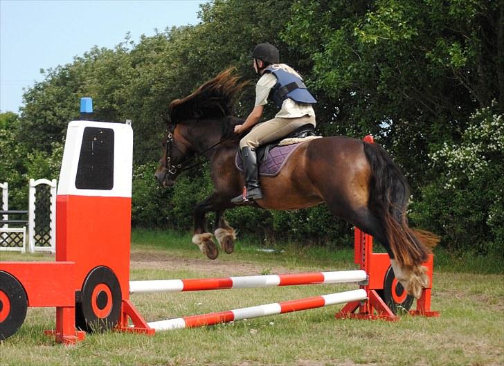 Welsh Cob (sec D) Valhallas Charlie Brown  - Spring undervisning. billede 4