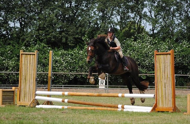 Welsh Cob (sec D) Valhallas Charlie Brown  - Spring undervisning. billede 5