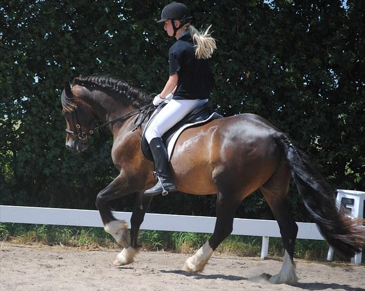 Welsh Cob (sec D) Valhallas Charlie Brown  - Dressur stævne. billede 7