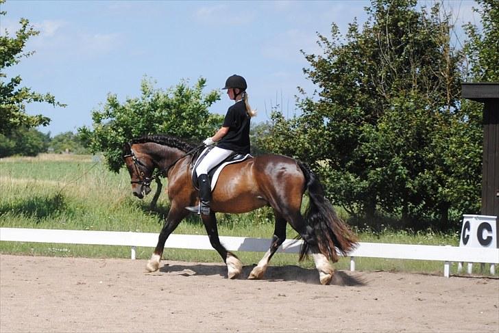 Welsh Cob (sec D) Valhallas Charlie Brown  - Dressur stævne. billede 8