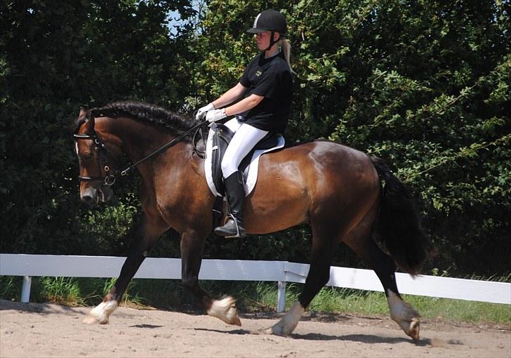 Welsh Cob (sec D) Valhallas Charlie Brown  - Dressur stævne. billede 9