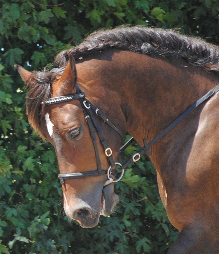 Welsh Cob (sec D) Valhallas Charlie Brown  - Dressur stævne. billede 10