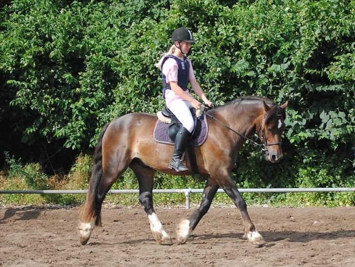 Welsh Cob (sec D) Valhallas Charlie Brown  - Opvarmning til spring stævne. billede 11