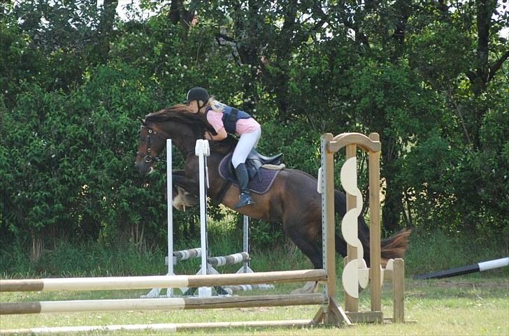 Welsh Cob (sec D) Valhallas Charlie Brown  - Spring stævne. billede 12