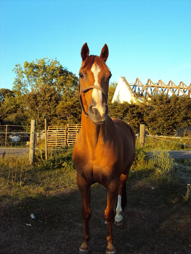 Anden særlig race Corrado -                     <3Corrado<3
Velkommen til Corrados og min profil, vi håber i kan se hvor meget vi egentlig hygger os selvom vi hele tiden glemmer kameraet :-D billede 1