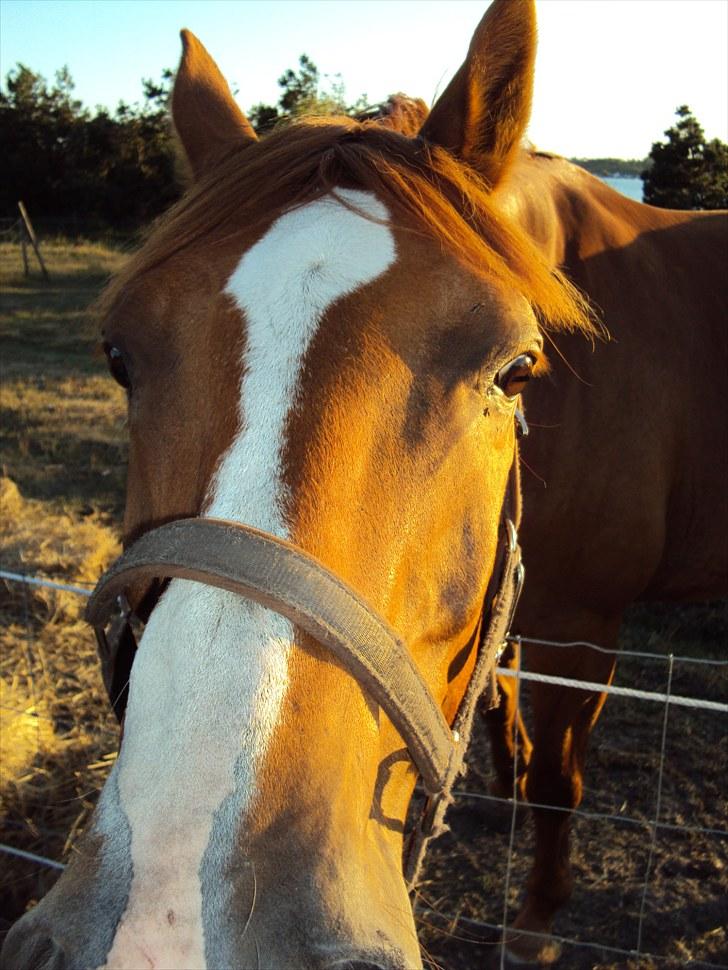 Anden særlig race Corrado - Er kameraet mad? billede 3
