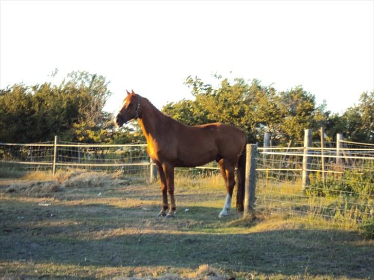 Anden særlig race Corrado - Billedet er taget den dag jeg fik ham hjem, den dag han stod stolt og høj på folden og så sit nye hjem for første gang. Hvor han stod og så det med hengivenhed og nysgerrighed.. Han er mit et og alt<3 Den bedste hest jeg nogensinde har mødt/haft :) billede 4