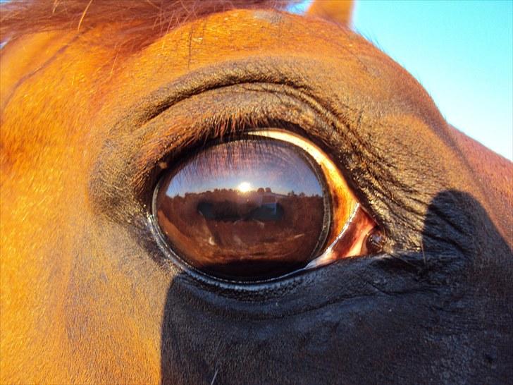 Anden særlig race Corrado - hans øje er smukt:-P
Øjne afspejler ens personlighed og hans personlighed er noget af det smukkeste jeg længe har set.. billede 6