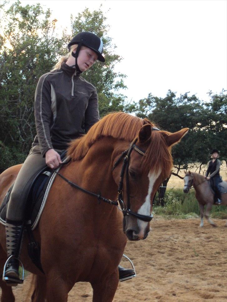 Anden særlig race Corrado - vi øver dressur billede 13