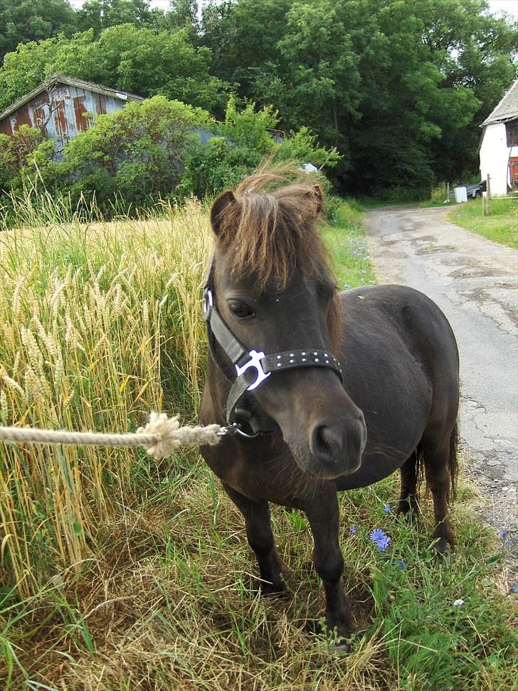 Shetlænder speedy billede 10