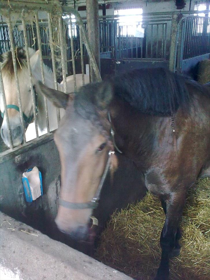 Anden særlig race Cavalina - Her står hun og bliver striglet billede 1