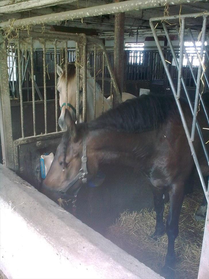 Anden særlig race Cavalina - Her står hun sammen med vores fjordhoppe billede 3