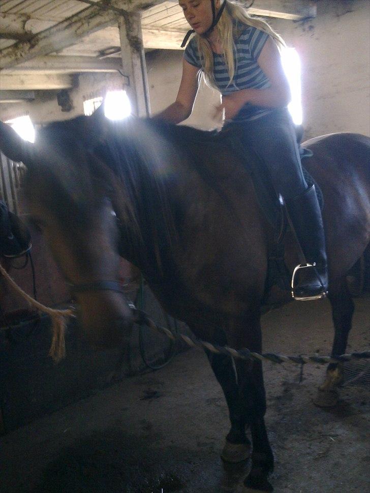 Anden særlig race Cavalina - En af de første gange med rytter billede 4