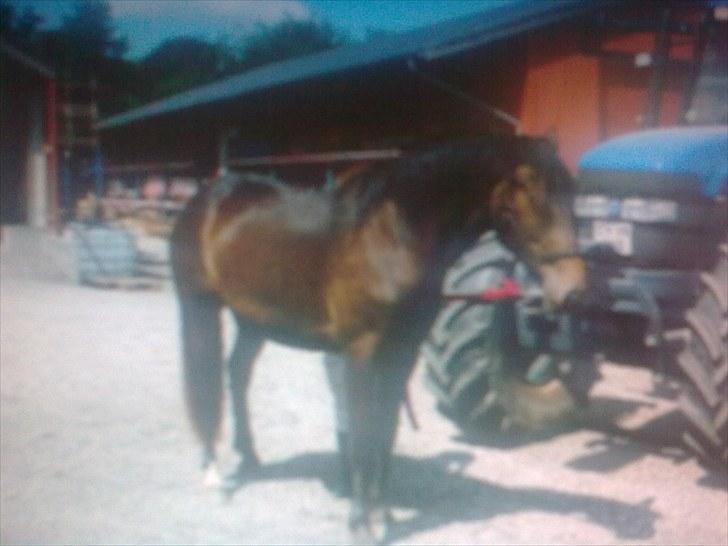 Anden særlig race Cavalina - Hendes boks billede 5