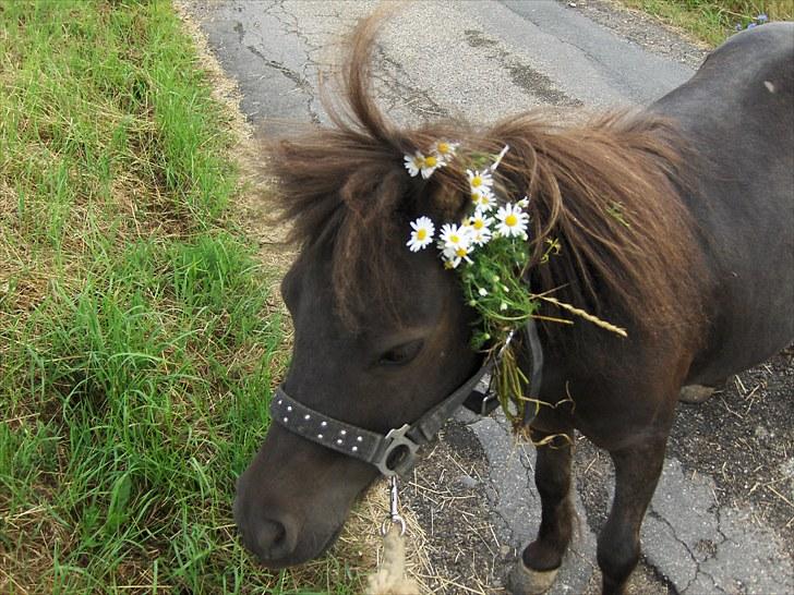 Shetlænder speedy billede 11